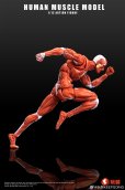 画像10: KEEPGOING Studio 人体筋肉模型 1/12スケール可動フィギュア (レッド / グレー)