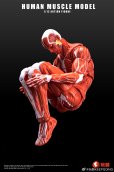 画像5: KEEPGOING Studio 人体筋肉模型 1/12スケール可動フィギュア (レッド / グレー)