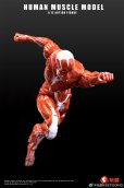画像11: KEEPGOING Studio 人体筋肉模型 1/12スケール可動フィギュア (レッド / グレー)