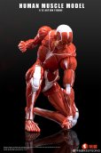画像4: KEEPGOING Studio 人体筋肉模型 1/12スケール可動フィギュア (レッド / グレー)