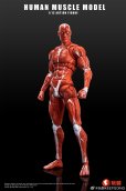 画像2: KEEPGOING Studio 人体筋肉模型 1/12スケール可動フィギュア (レッド / グレー) (2)