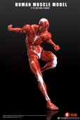 画像7: KEEPGOING Studio 人体筋肉模型 1/12スケール可動フィギュア (レッド / グレー)