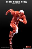 画像9: KEEPGOING Studio 人体筋肉模型 1/12スケール可動フィギュア (レッド / グレー)