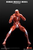 画像3: KEEPGOING Studio 人体筋肉模型 1/12スケール可動フィギュア (レッド / グレー)