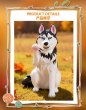 画像8: 【再販】WONZAI First Touch(ファースト・タッチ)シリーズ トレーディングフィギュア (6個入り1BOX) (8)